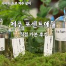 포센트애월