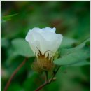 목화공원2 이미지