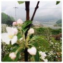 사과꽃향기 이미지