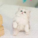 이안 캐터리 이미지