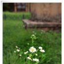 의성군청(3층) | [경북/의성/관덕동삼층석탑]통일신라시대의 3층석탑 이 있는 곳