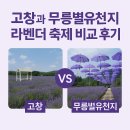 계절의기억 | 고창과 무릉별유천지 라벤더 축제 비교 후기: 향기로 물든 두 계절의 기억