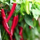 잔누르미 이미지