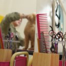 강아지살롱 이미지