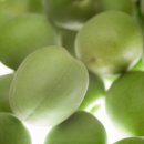 매실한우농장 이미지