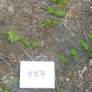 하나조경 이미지