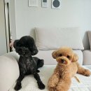 귀엽꾸멍 이미지