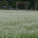 하동 북천 코스모스 메밀꽃 축제 이미지