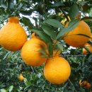 채종국 농장 이미지