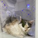 코냥코냥 이미지