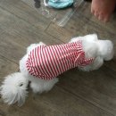 개묭실 네이버블로그