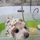 그루머로 이미지