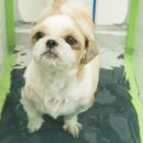 두리틀동물병원 이미지