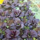 춘성농장 이미지