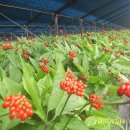 삼포농장 이미지