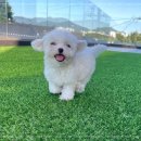 동행 애견 돌봄 센터 김포점 이미지