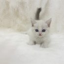 My Love Cat(마이러브캣) 이미지