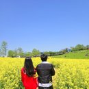 고창 봄의 초록물결 학원농장 청보리밭축제 관식이와 애순이 되어보기