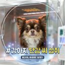 비타민동물메디컬센터 | 강아지 감 먹을 때 단감 씨 먹으면 위험한 이유, 구토 처치 후기