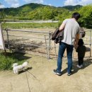 양평양떼목장 이미지