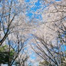 가좌이음숲 | 인천 숨은 벚꽃 명소 | 조용히 즐기는 가좌이음숲 벚꽃 산책 후기