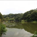 임실덕천리가침박달군락 이미지