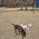 숑숑펫살롱 이미지