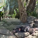 (주)고릴라바나나 | 시드니 태교여행 4일차 | 타롱가 동물원 입장권 총정리, 사전예약 vs 현장구매, 임산부 기준 솔직 후기