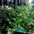 꽃, 이어라 이미지