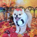 댕댕아야옹 이미지