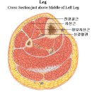 전경골근(Tibialis Anterior Muscle) 이미지