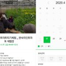 완숙미인토마토