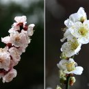 홍매실과 청매실 구분 / 매실 엑기스 및 매실주 담그기 이미지