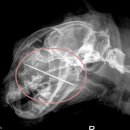 진동물병원 이미지