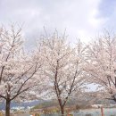 동남슈퍼 | 천안 벚꽃 명소 개화현황 2026 실시간 원성천 천호지 북면 벚꽃길 후기