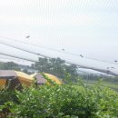 지금 장수농장 이미지