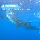 세부로와 | 세부 오슬롭 모알보알 세부로와 고래상어 스노쿨링 단독투어 후기