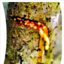 나무교역 이미지