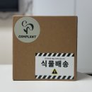 캠플랜트 | 초보자도 데스크테리어로 키우기 쉬운 인테리어식물 feat.캠플랜트 리톱스