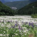 영월스키 이미지