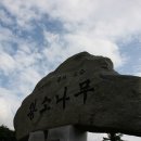 왕소나무길 이미지