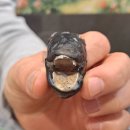 제주해풍횟집 이미지