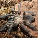 트리니코스 이미지