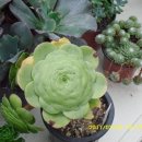 대동화원 이미지