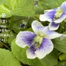 🌱 종지나물 (미국제비꽃) Viola sororia Willd. 이미지