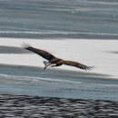 오리사냥 이미지