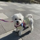 (주)무지개환경 | 유기견 입양 후기: 나와 강아지, 서로를 구한 이야기