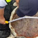 표선리-18 이미지