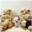 마마스미독 강아지분양 인천점 이미지