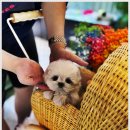 광주강아지분양 고양이분양 24시 데려가개본점 | 소중한 가족을 만나는 곳, 광주강아지분양 고양이분양 24시 데려가개본점에서의 독특한 경험